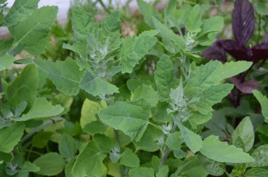 Chenopodium albümüne 