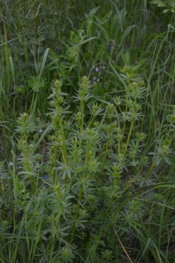 Cleavers (Galium aparine) geleneksel tıpta idrar söktürücü, lenf sistemi bozukluklarının tedavisinde ve detoksifikatör olarak kullanılmıştır. Satırlar (Galium aparine) çiçekler
