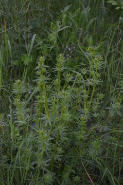Cleavers (Galium aparine) geleneksel tıpta idrar söktürücü, lenf sistemi bozukluklarının tedavisinde ve detoksifikatör olarak kullanılmıştır. Satırlar (Galium aparine) çiçekler