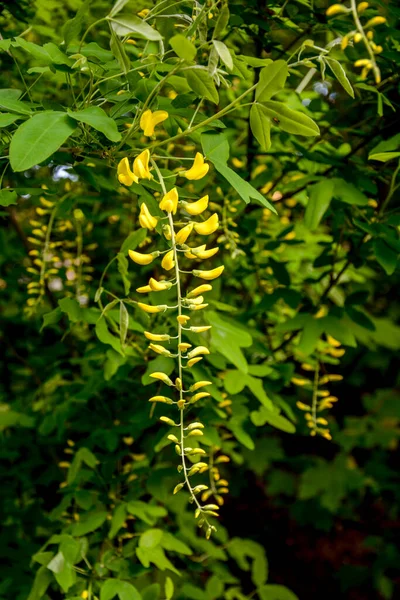 Ramos Com Belas Flores Amarelas Penduradas Árvore Chuva Dourada Jardim — Fotografia de Stock