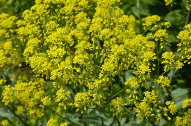 Bahar bahçesinde bal taşıyan Woad (Isatis tinctoria) güzel bir şekilde çiçek açar. Resmin seçmeli odağı.