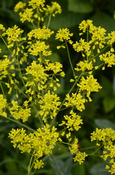 Planta Produtora Mel Woad Isatis Tinctoria Floresce Lindamente Jardim Primavera — Fotografia de Stock