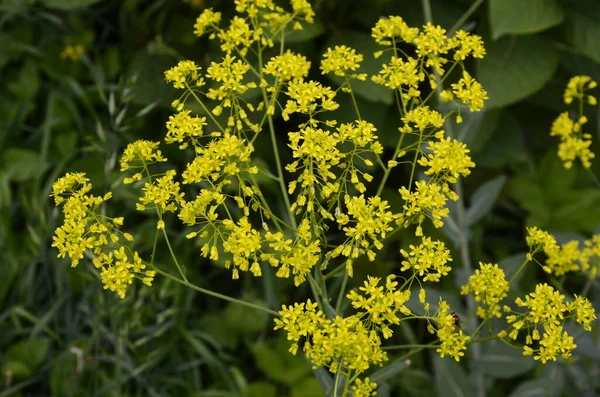 Медоносное Растение Woad Isatis Tinctoria Красиво Цветет Весеннем Саду Выборочный — стоковое фото