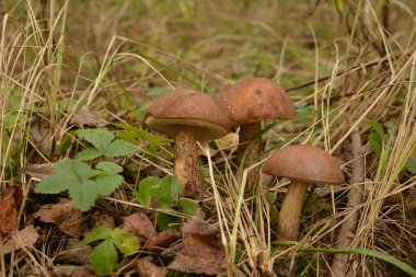 Kavak ormanında yetişen yabani bolete mantarı Leccinum duriusculum. Yenilebilir mantar, doğal durumda..