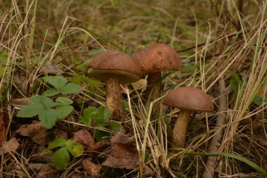 Kavak ormanında yetişen yabani bolete mantarı Leccinum duriusculum. Yenilebilir mantar, doğal durumda..