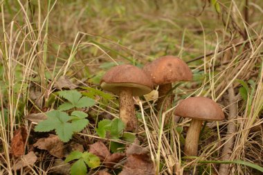 Kavak ormanında yetişen yabani bolete mantarı Leccinum duriusculum. Yenilebilir mantar, doğal durumda..