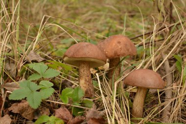 Kavak ormanında yetişen yabani bolete mantarı Leccinum duriusculum. Yenilebilir mantar, doğal durumda..
