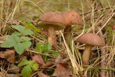 Kavak ormanında yetişen yabani bolete mantarı Leccinum duriusculum. Yenilebilir mantar, doğal durumda..