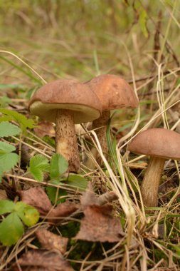 Kavak ormanında yetişen yabani bolete mantarı Leccinum duriusculum. Yenilebilir mantar, doğal durumda..