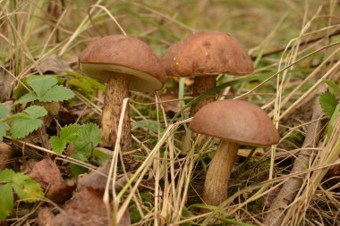Kavak ormanında yetişen yabani bolete mantarı Leccinum duriusculum. Yenilebilir mantar, doğal durumda..