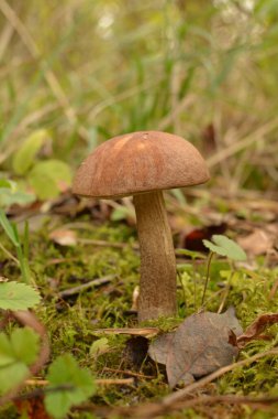 Kavak ormanında yetişen yabani bolete mantarı Leccinum duriusculum. Yenilebilir mantar, doğal durumda..
