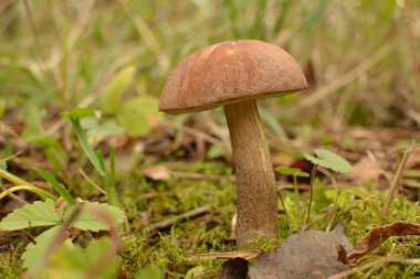 Kavak ormanında yetişen yabani bolete mantarı Leccinum duriusculum. Yenilebilir mantar, doğal durumda..