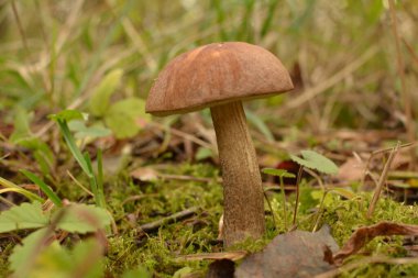 Kavak ormanında yetişen yabani bolete mantarı Leccinum duriusculum. Yenilebilir mantar, doğal durumda..