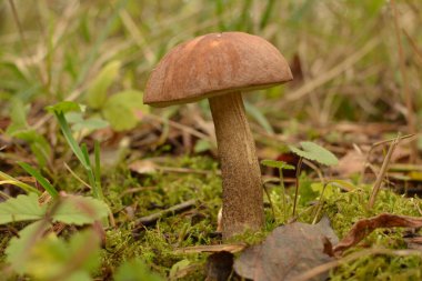 Kavak ormanında yetişen yabani bolete mantarı Leccinum duriusculum. Yenilebilir mantar, doğal durumda..