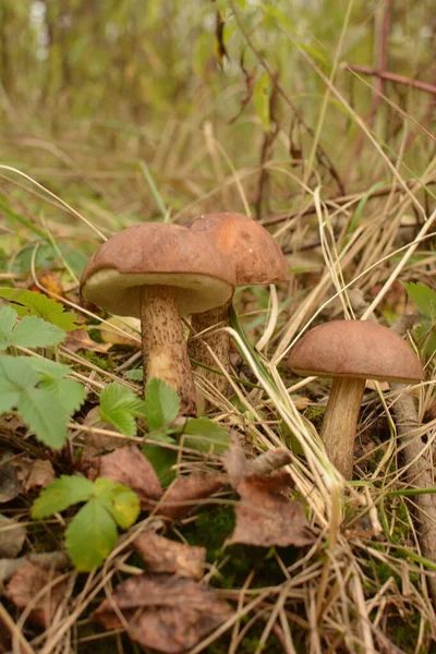 Kavak ormanında yetişen yabani bolete mantarı Leccinum duriusculum. Yenilebilir mantar, doğal durumda..