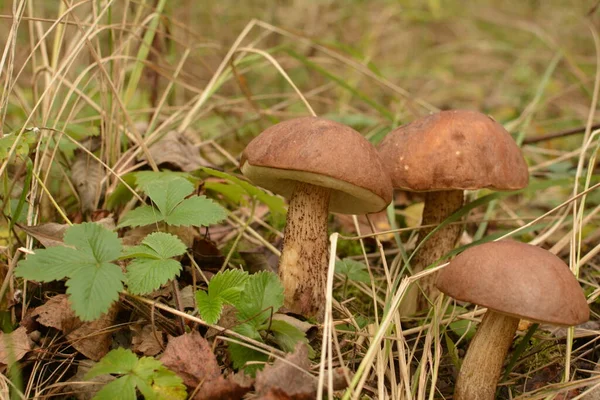 Kavak ormanında yetişen yabani bolete mantarı Leccinum duriusculum. Yenilebilir mantar, doğal durumda..