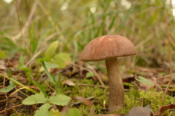 Kavak ormanında yetişen yabani bolete mantarı Leccinum duriusculum. Yenilebilir mantar, doğal durumda..