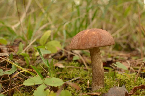 Kavak ormanında yetişen yabani bolete mantarı Leccinum duriusculum. Yenilebilir mantar, doğal durumda..