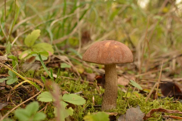 Kavak ormanında yetişen yabani bolete mantarı Leccinum duriusculum. Yenilebilir mantar, doğal durumda..