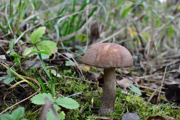 Kavak ormanında yetişen yabani bolete mantarı Leccinum duriusculum. Yenilebilir mantar, doğal durumda..