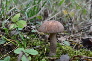 Kavak ormanında yetişen yabani bolete mantarı Leccinum duriusculum. Yenilebilir mantar, doğal durumda..