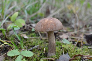 Kavak ormanında yetişen yabani bolete mantarı Leccinum duriusculum. Yenilebilir mantar, doğal durumda..