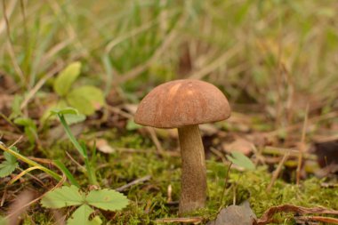 Kavak ormanında yetişen yabani bolete mantarı Leccinum duriusculum. Yenilebilir mantar, doğal durumda..