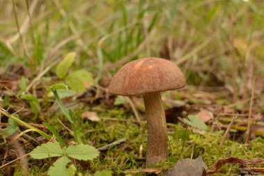Kavak ormanında yetişen yabani bolete mantarı Leccinum duriusculum. Yenilebilir mantar, doğal durumda..