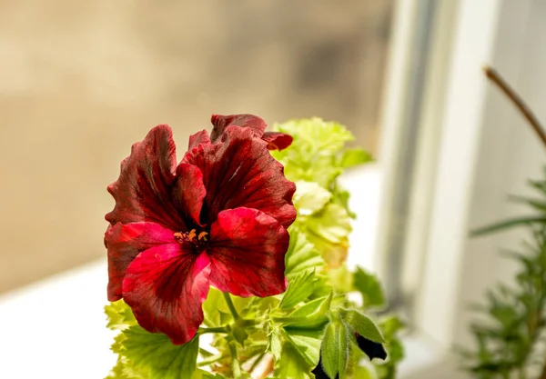 Bellissimi Fiori Pelargonio Rosa Viola Una Pentola Primo Piano Fiori — Foto Stock