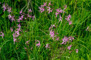 Ragged-Robin 'in pembe çiçekleri (Lychnis flos-cuculi) bir çayırda