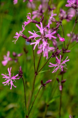 Ragged-Robin 'in pembe çiçekleri (Lychnis flos-cuculi) bir çayırda