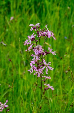 Ragged-Robin 'in pembe çiçekleri (Lychnis flos-cuculi) bir çayırda
