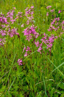 Ragged-Robin 'in pembe çiçekleri (Lychnis flos-cuculi) bir çayırda