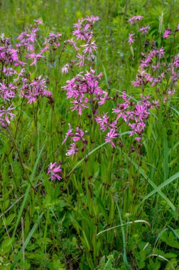Ragged-Robin 'in pembe çiçekleri (Lychnis flos-cuculi) bir çayırda
