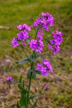 Hesperis matronalis bitkisinin pembe çiçekleri, yaygın olarak kullanılan adları, kadının roketi, kadının solungaçotu, gece kokulu gaydası, Baharda hatunun roketi, güneşli bahçe. Yumuşak odak arkaplanı