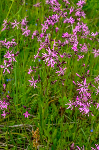 Pink Flowers Ragged Robin Lychnis Flos Cuculi Meadow — Stock Photo, Image