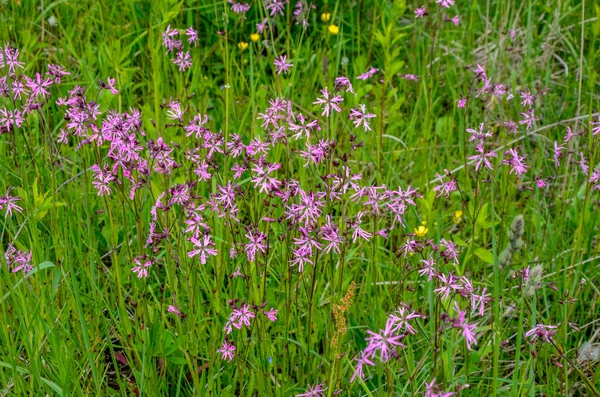 Pink Flowers Ragged Robin Lychnis Flos Cuculi Meadow — Stock Photo, Image