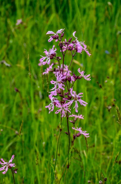 Fiori Rosa Ragged Robin Lychnis Flos Cuculi Prato — Foto Stock