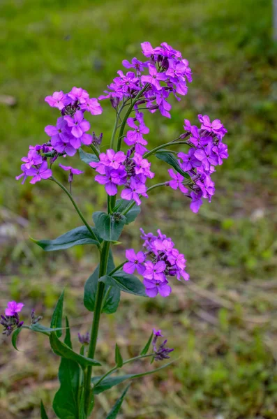 Pink Flowers Hesperis Matronalis Plant Common Names Dame Rocket Dame — Stock Photo, Image