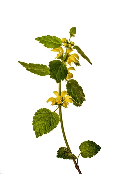 Yellow Archangel Mint Lamiastrum Galeobdolon Also Called Yellow Lamium Highly — Stock Fotó