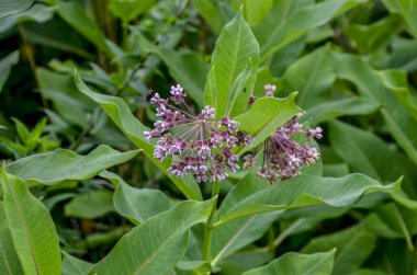 Süt otunun (Asclepias syriaca) yumuşak pembe çiçekleri. Kapalı pembe süt otu bitkisi, yeşil yaprak arka plan