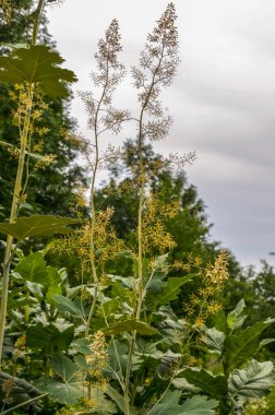 Macleaya cordata: a tall perennial plant blooms in the garden in summer.Beautiful passage of sunlight with macleaya cordata flower clipart