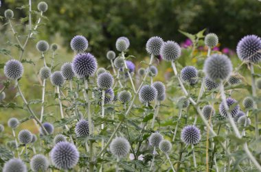 Echinops ritro L, Globe thistle, küçük dünya devedikeni. Bahçedeki Echinops çiçekleri. Ukrayna 'nın güney küresi olarak bilinen Echinops ritro' nun mavi topları.