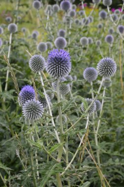 Echinops ritro L, Globe thistle, küçük dünya devedikeni. Bahçedeki Echinops çiçekleri. Ukrayna 'nın güney küresi olarak bilinen Echinops ritro' nun mavi topları.