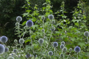 Echinops ritro L, Globe thistle, küçük dünya devedikeni. Bahçedeki Echinops çiçekleri. Ukrayna 'nın güney küresi olarak bilinen Echinops ritro' nun mavi topları.