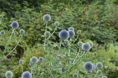 Echinops ritro L, Globe thistle, küçük dünya devedikeni. Bahçedeki Echinops çiçekleri. Ukrayna 'nın güney küresi olarak bilinen Echinops ritro' nun mavi topları.