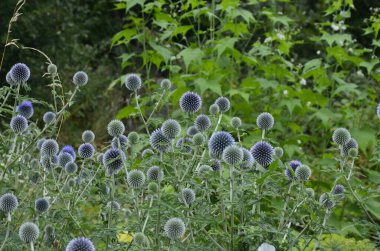 Echinops ritro L, Globe thistle, küçük dünya devedikeni. Bahçedeki Echinops çiçekleri. Ukrayna 'nın güney küresi olarak bilinen Echinops ritro' nun mavi topları.