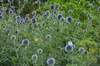 Echinops ritro L, Globe thistle, küçük dünya devedikeni. Bahçedeki Echinops çiçekleri. Ukrayna 'nın güney küresi olarak bilinen Echinops ritro' nun mavi topları.