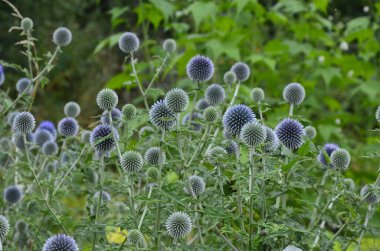 Echinops ritro L, Globe thistle, küçük dünya devedikeni. Bahçedeki Echinops çiçekleri. Ukrayna 'nın güney küresi olarak bilinen Echinops ritro' nun mavi topları.