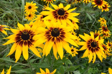 Rudbeckia fulgida çiçeği, portakal kabuğu ya da daimi koni çiçeği. Rudbeckia hirta Maya.